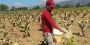گوگرد پودری و استفاده گرد انگور